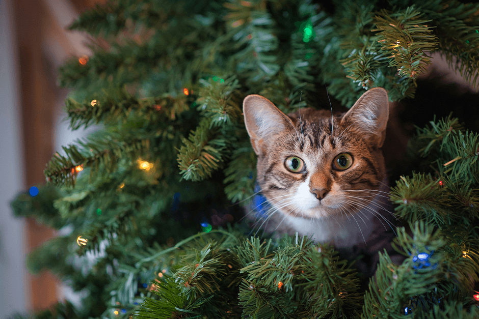 EIN WEIHNACHTSBAUM ZU HAUSE? VERHINDERE, DASS DEINE KATZE IHN UMSTSST! |  OWNAT