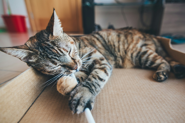 Wie Bringe Ich Meine Katze Zum Kuscheln Wie bringe ich meine Katze dazu, sich im Winter zu bewegen?